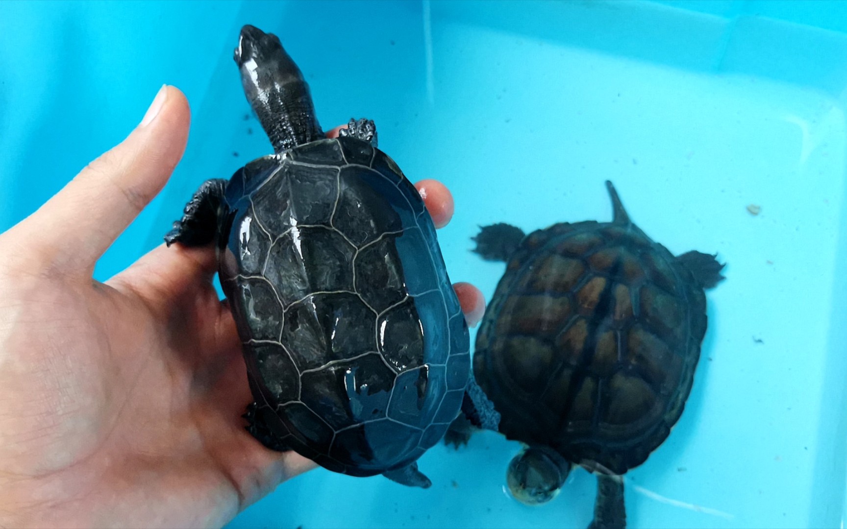 三年蜕变"银线掌墨"