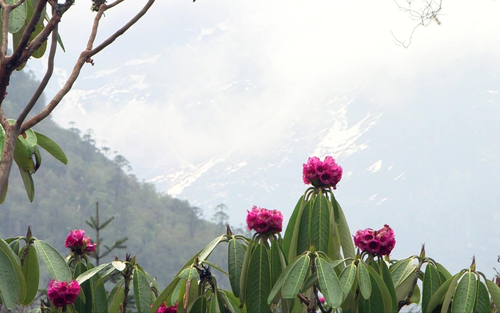 [图]雪山下高山杜鹃花开正艳，你不来看看吗？（天上西藏）