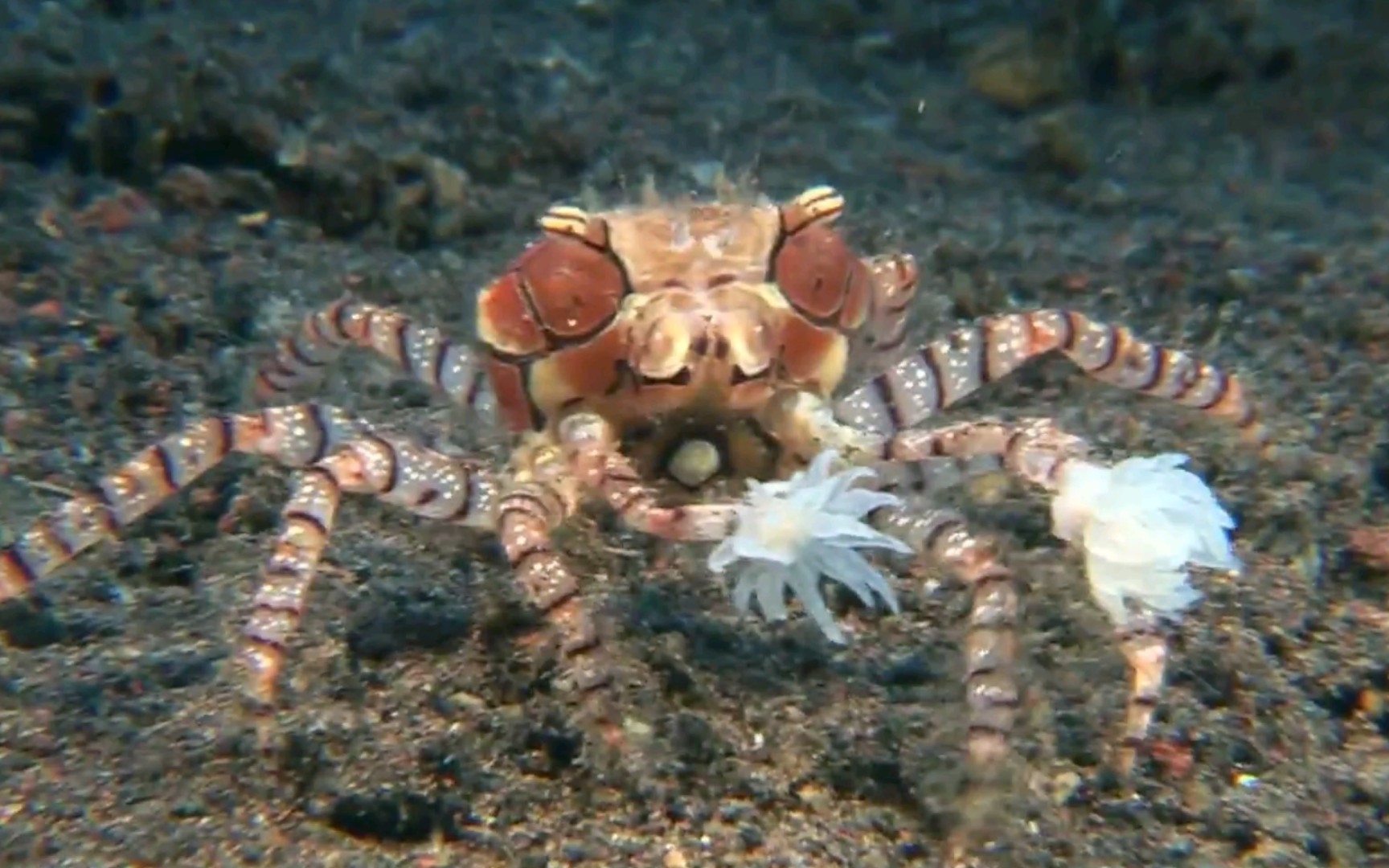 举着两绣花球的拳击蟹