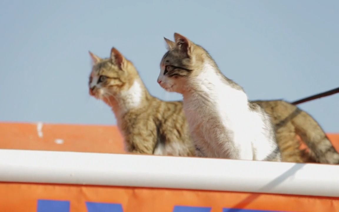 [图]铁皮屋顶上的猫