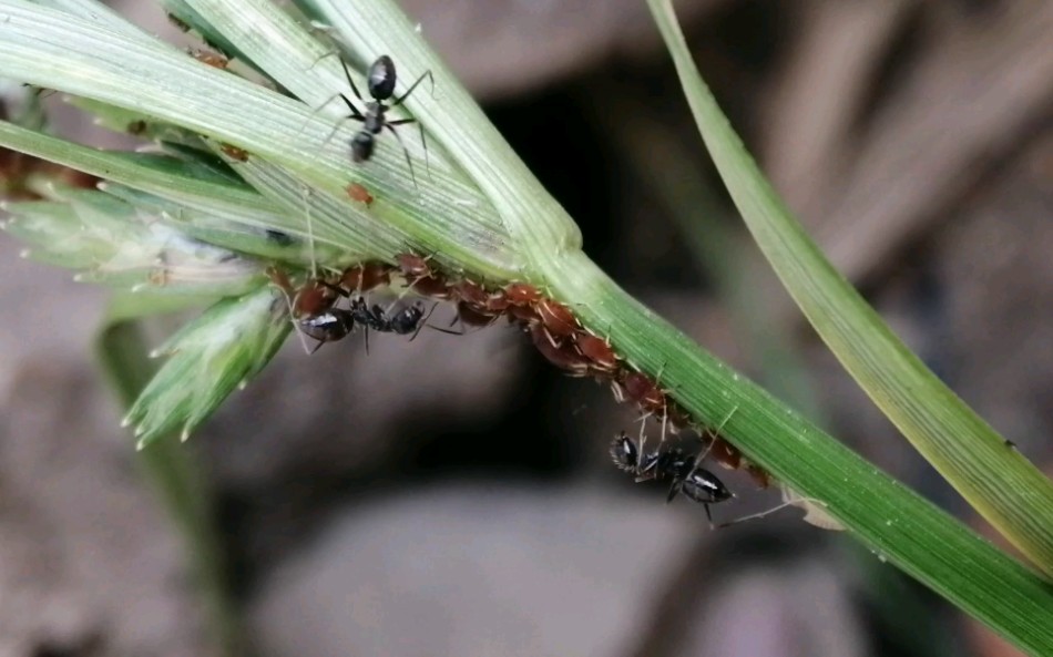 长角立毛蚁与蚜虫的邂逅