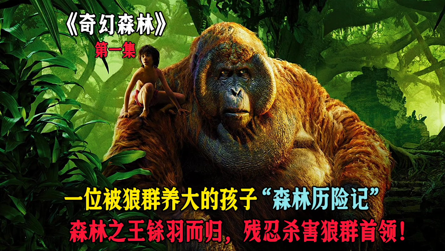 森林之王铩羽而归,残忍杀害狼群首领!