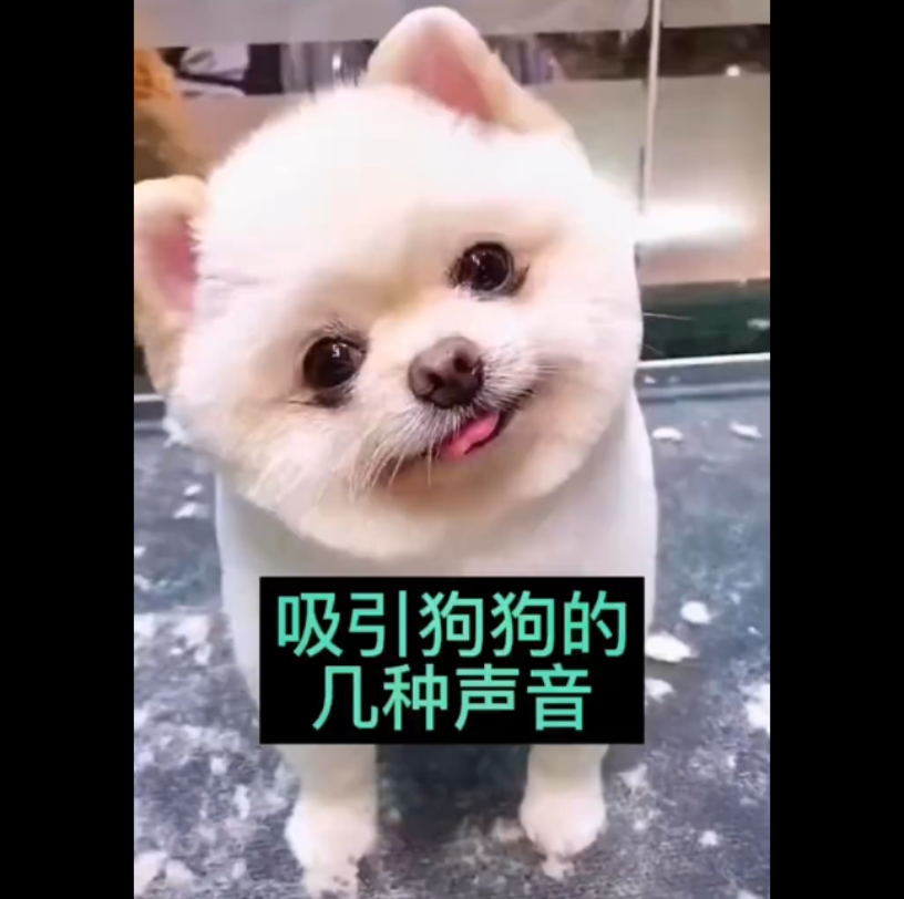 狗狗的叫声哔哩哔哩bilibili