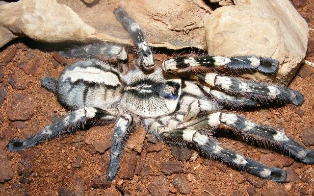 剧毒蜘蛛"印度华丽雨林捕鸟蛛"打包