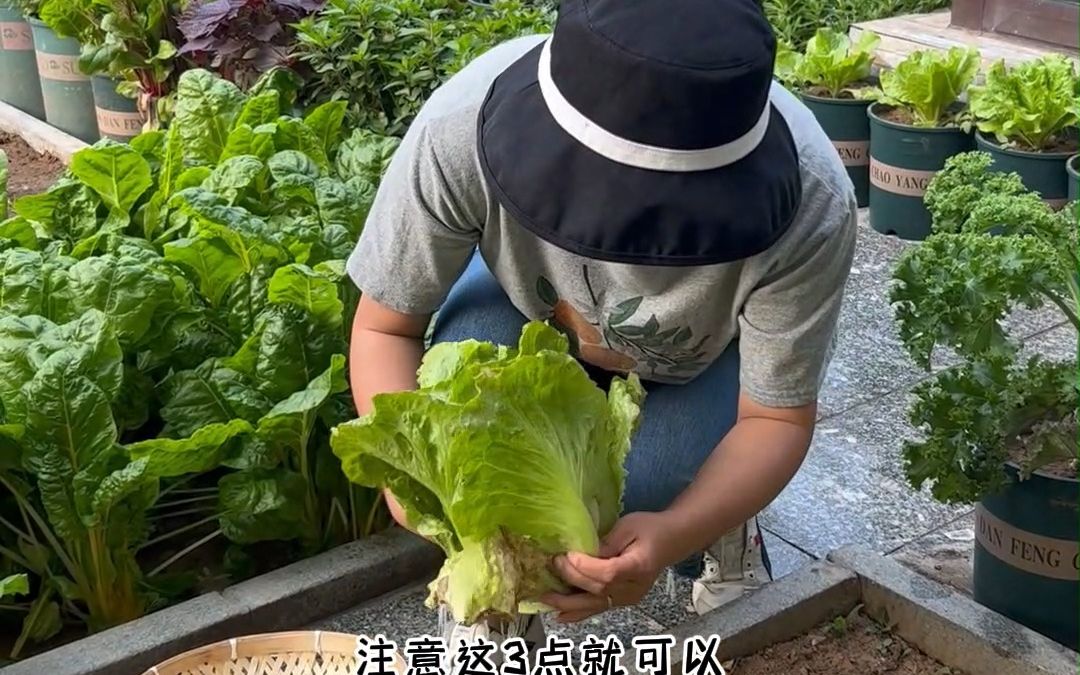 给大家分享怎么种生菜,口感才不会发苦.哔哩哔哩bilibili