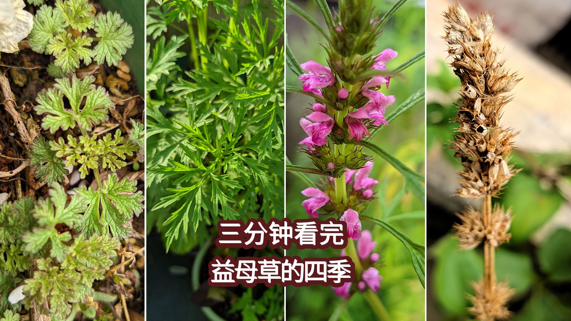 四季|益母草:5月观叶,6月赏花,8月收种子
