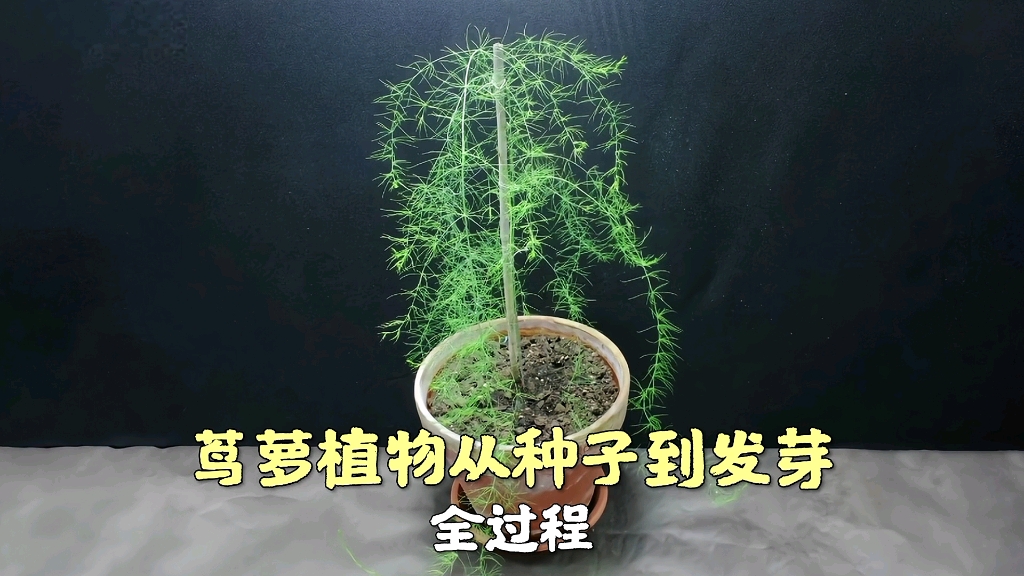 茑萝植物从种子到发芽全过程哔哩哔哩bilibili