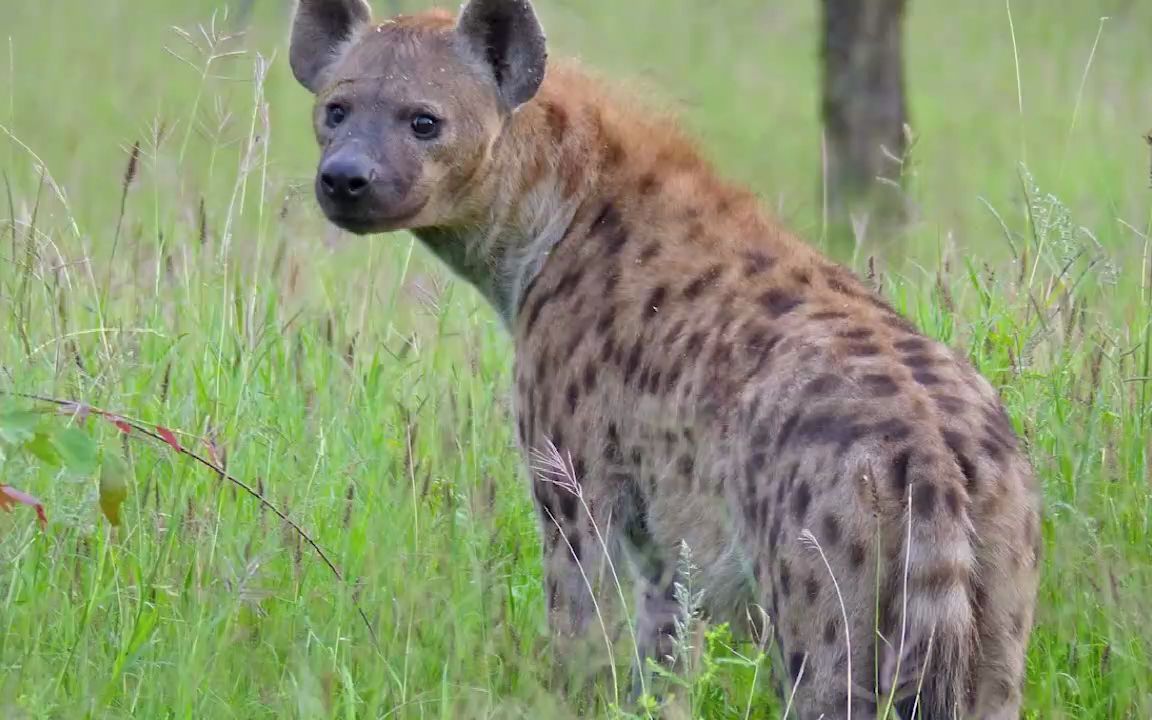 非洲的草原二哥,咬合力比老虎狮子还强,看看鬣狗到底有多强