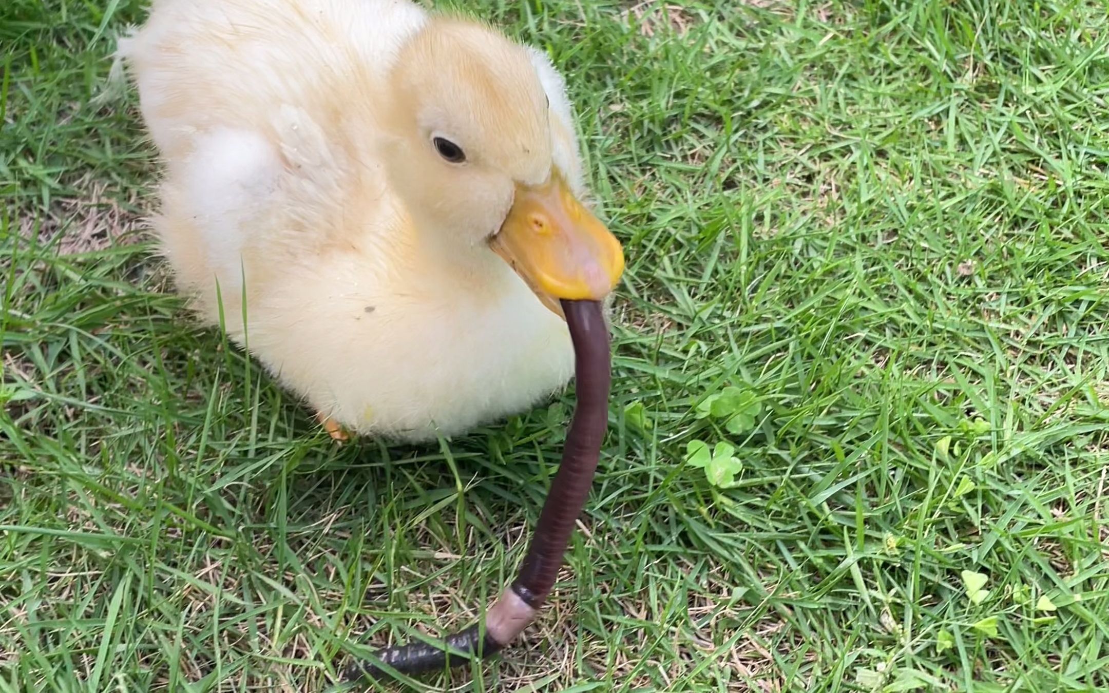 柯尔鸭大战"小"蚯蚓,真的不会撑吗?