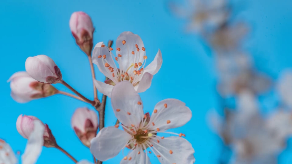 你知道蔷薇花的花语是什么吗?哔哩哔哩bilibili