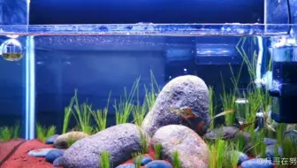 草缸千万别用黑玛丽除油膜了 浅谈草缸的生物除油膜 哔哩哔哩 Bilibili 草缸千万别用黑玛丽除油膜了 浅谈草缸的生物除油膜 哔哩哔哩 Bilibili
