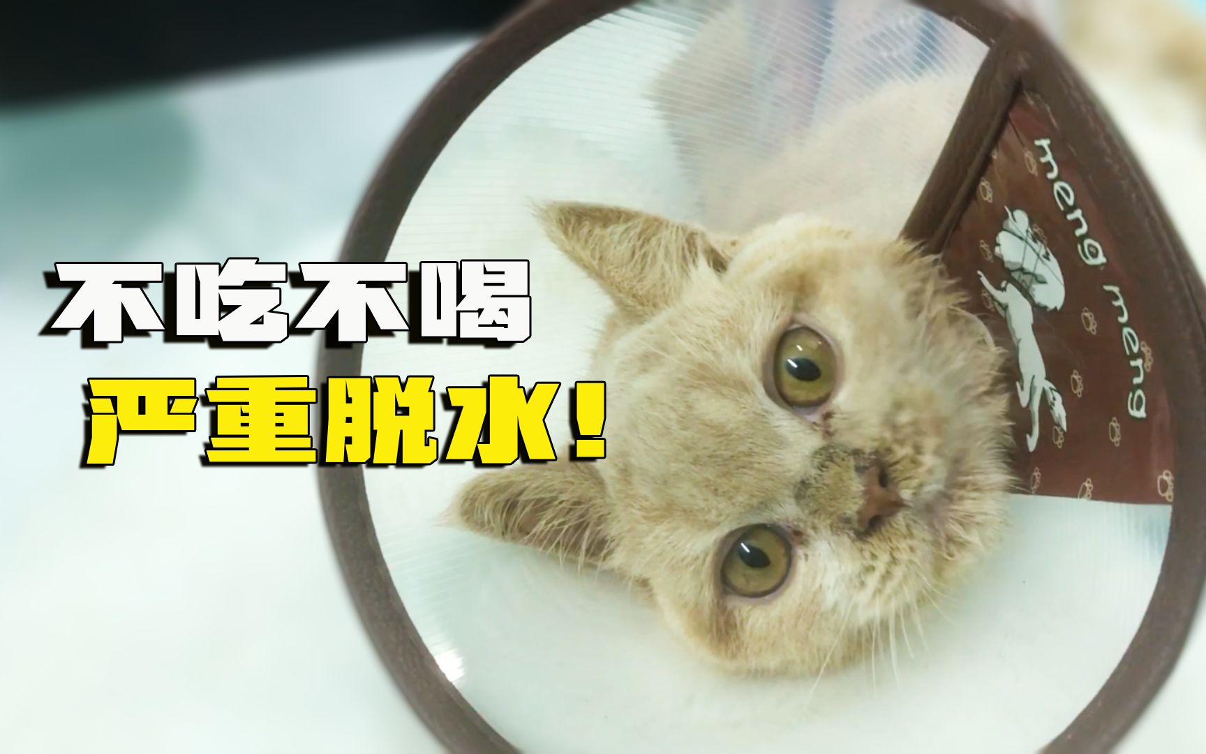 小奶猫不吃不喝，医生：严重脱水，随时有生命危险！