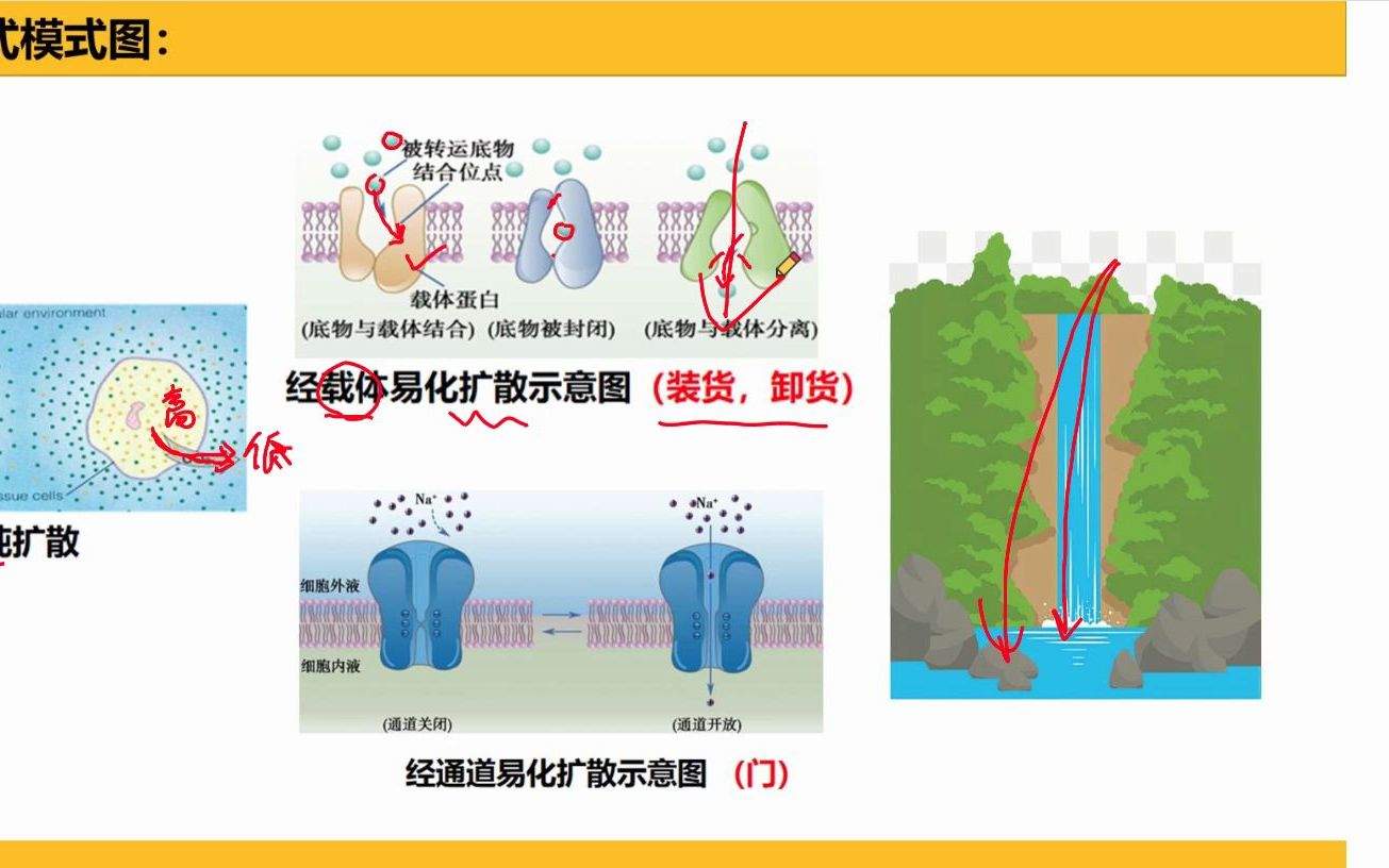 [图]专升本生理学——细胞的基本功能