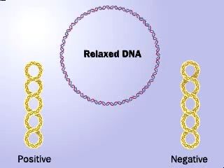 理解DNA的正超螺旋和负超螺旋哔哩哔哩bilibili
