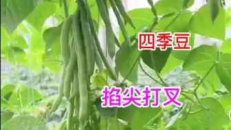 Descargar video: 四季豆见尖就掐吗？分享主蔓侧蔓掐尖打叉小方法，简单易学