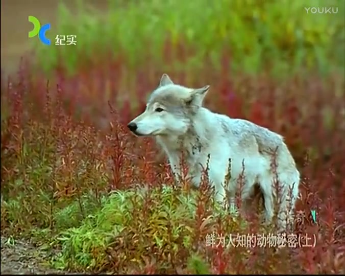 [图]【纪录片/CCTV】鲜为人知的动物秘密