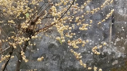 梅雪缘寒月独开琼枝蔓,梅雪旷古成奇缘.文士纵使惜不离,相逢何须叹流年.哔哩哔哩bilibili