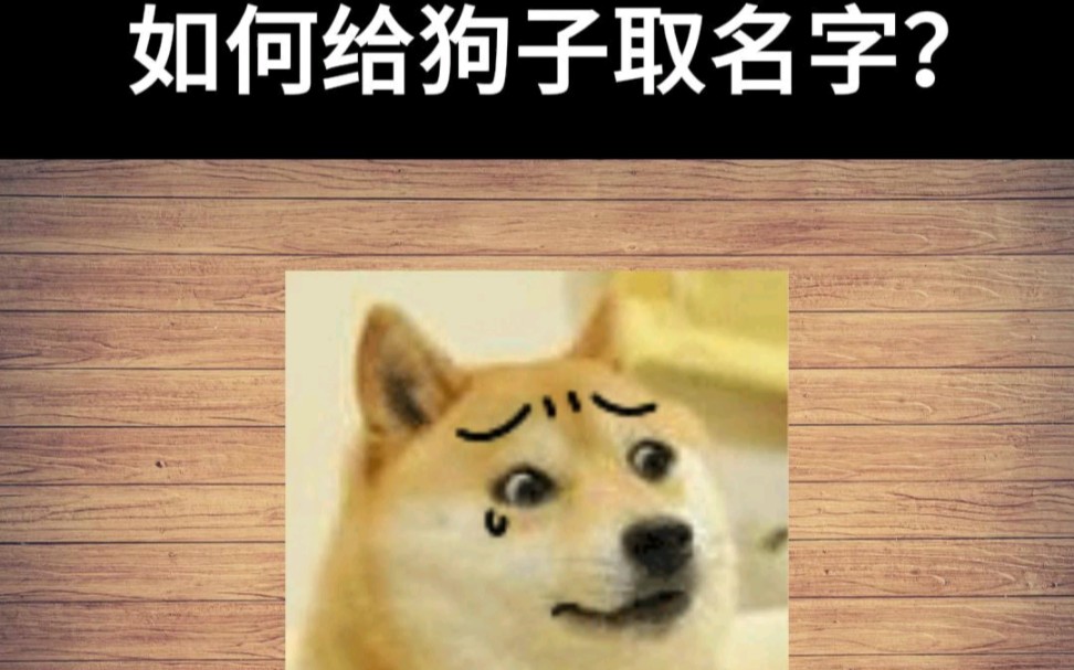 如何给狗狗起名字?哔哩哔哩bilibili