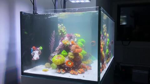 微缸造景 如何拥有一个悬浮造景的珊瑚缸海水微缸造景 哔哩哔哩