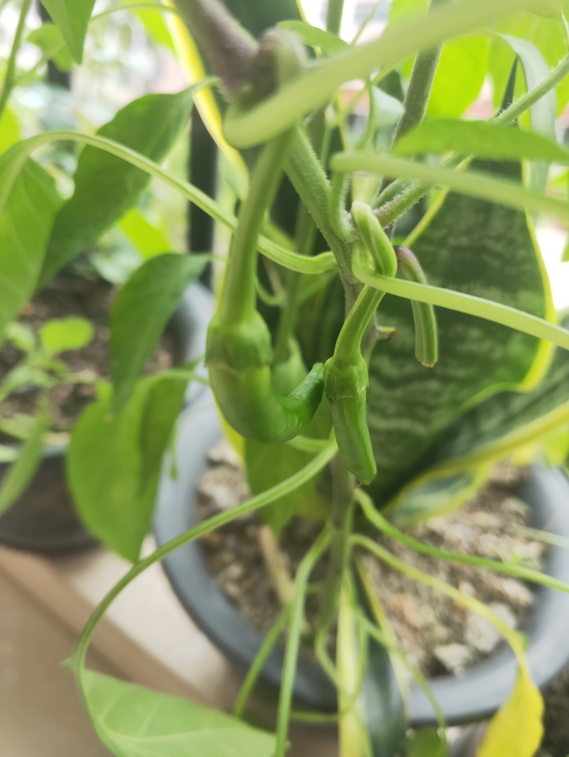 辣椒苗开花结果