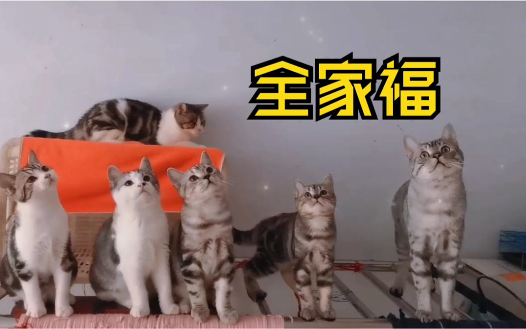 如何在一分钟内,给家里面7只猫拍全家福!
