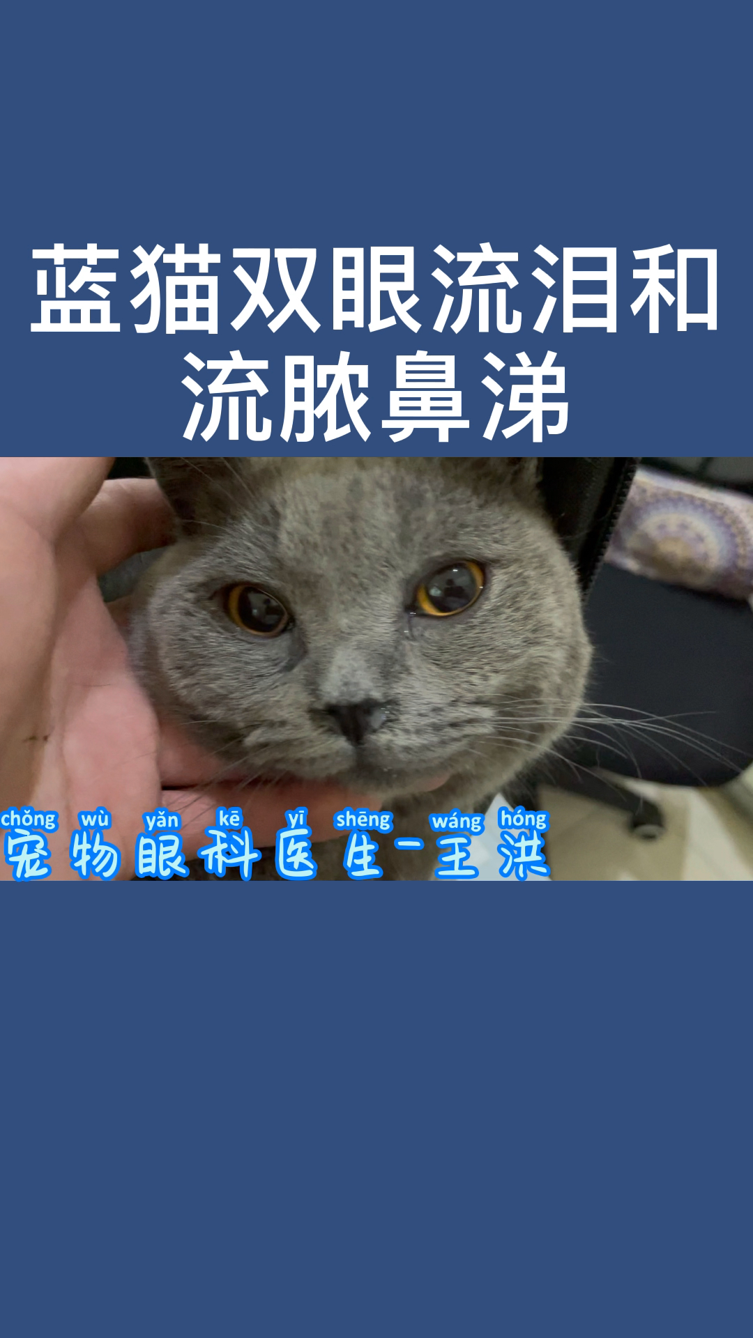 猫咪双眼和鼻腔流脓性分泌物,确诊疱疹病毒哔哩哔哩bilibili