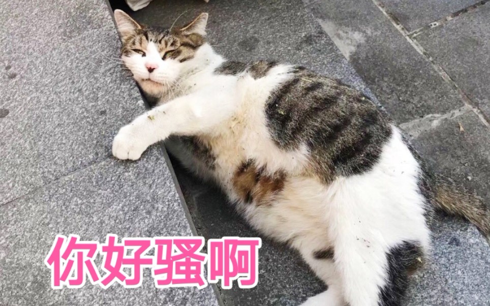 [图]【同济猫咪日常】大肥猫被训练成狗？不愧是上过大学的猫，成精了！