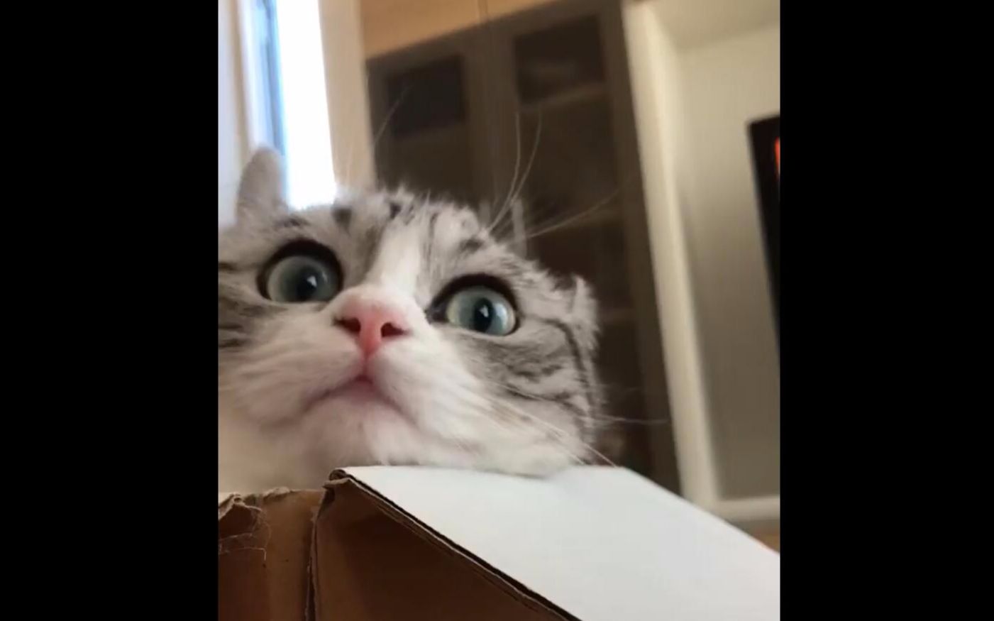 komaru悄咪咪拍一只小猫咪发呆