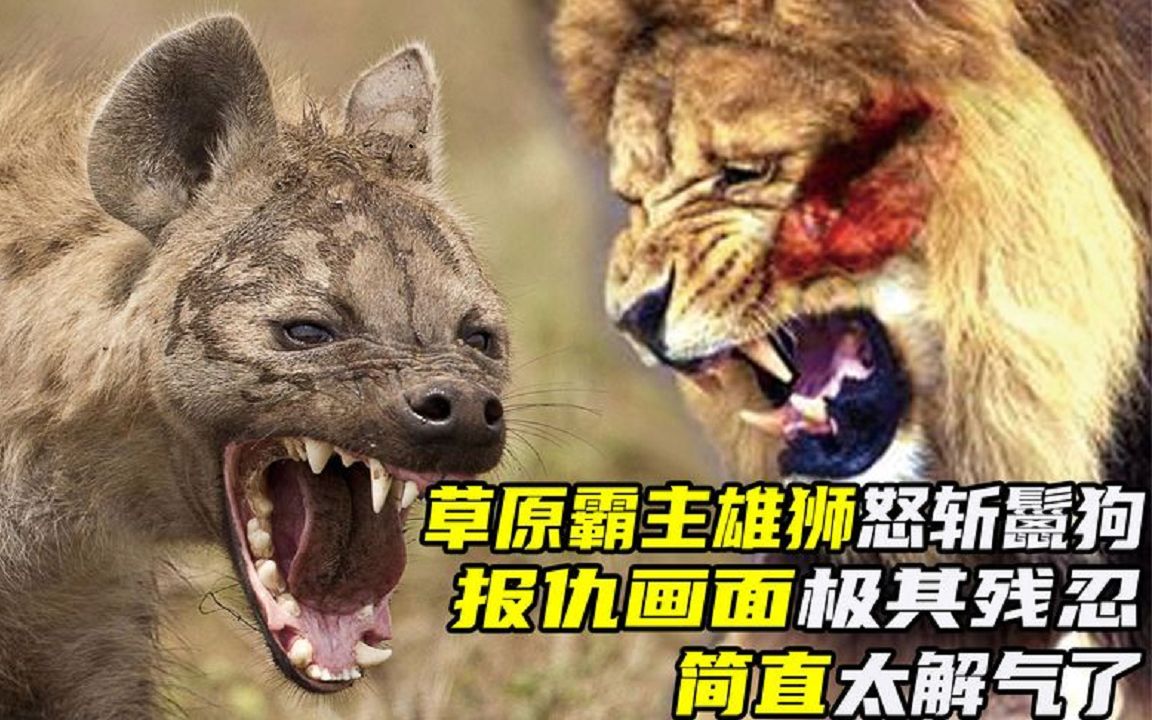 雄狮复仇鬣狗完整版图片