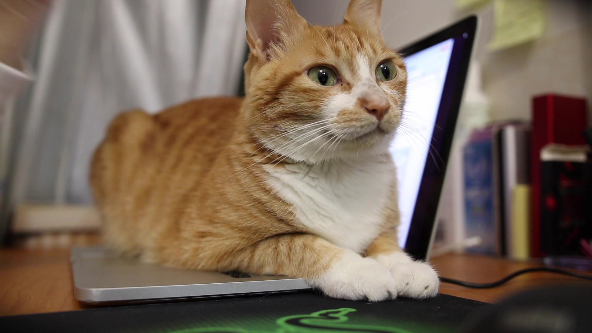 不让铲屎官剪它视频的橘猫,趴在电脑上各种卖萌!