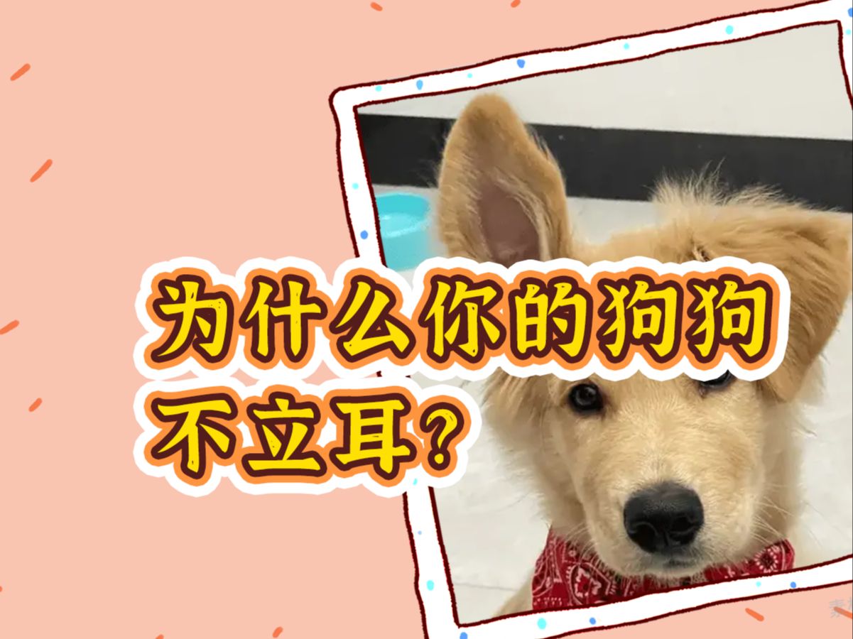 狗子的耳朵立or不立?这是个问题……哔哩哔哩bilibili