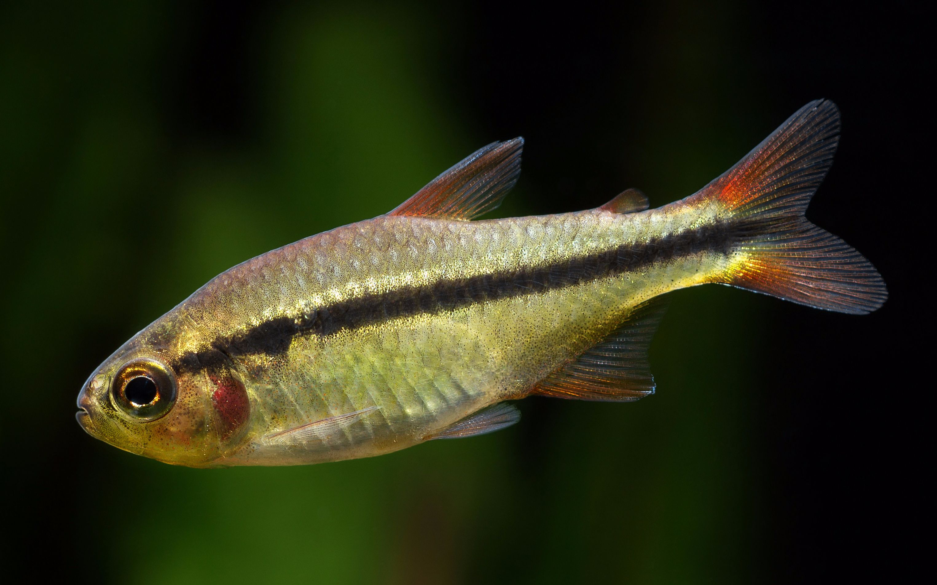 【自家鱼缸】 【灯鱼】 【热带鱼】宝石绿魔鬼 (怕高温)