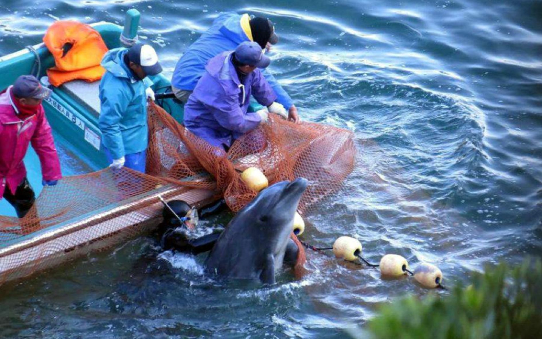 记者冒死偷拍的纪录片曝光日本海豚湾捕杀画面画面令人窒息