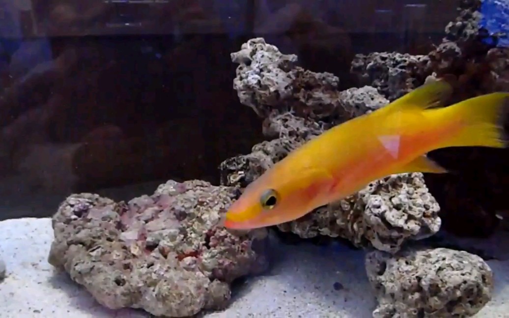 海缸海水观赏鱼黄金狐