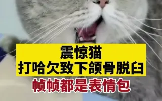 震惊猫 搜索结果 哔哩哔哩 Bilibili