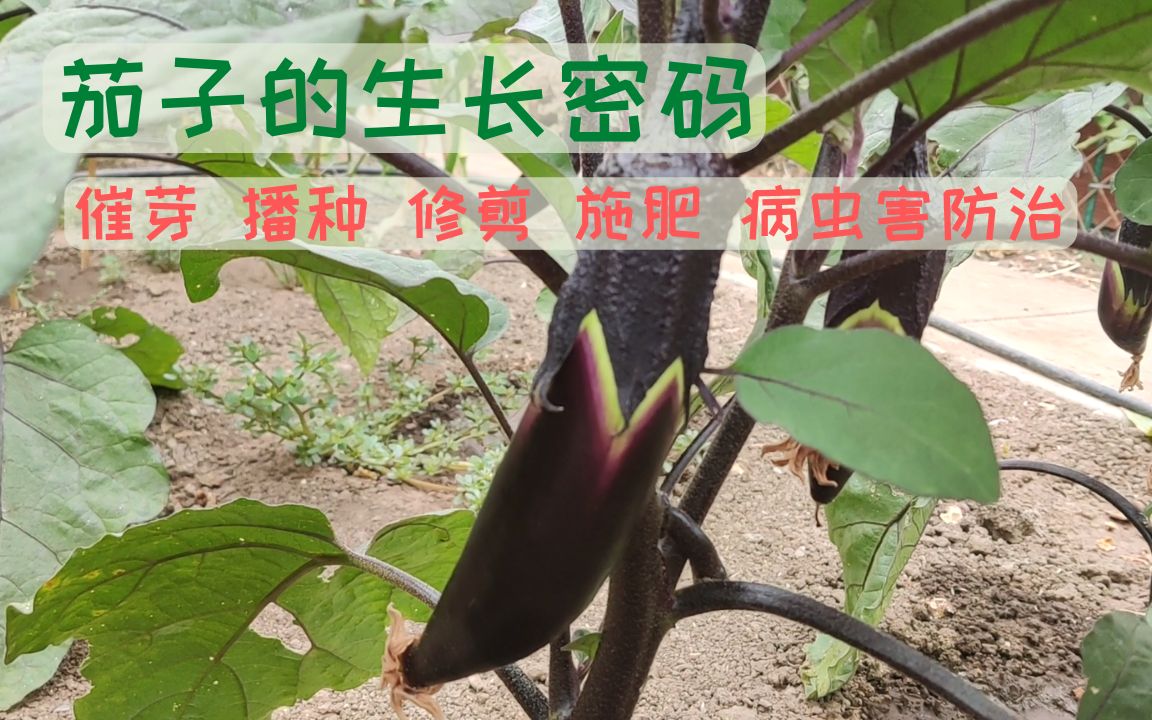 [图]【茄子种植】茄子的生长密码 人人都可以种出吃不完的茄子 II 茄子的生长温度 播种 修剪 施肥 病虫害防治