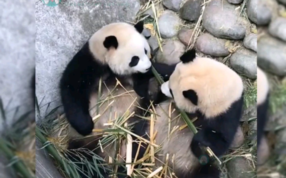 园润和淼淼最后一天相处,贴心的园润叼来竹子一起吃散伙饭,吃完还不舍