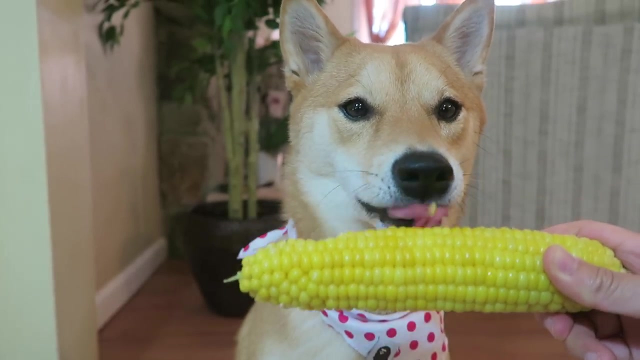 柴犬狂啃玉米棒子 | 等等.额.塞牙了!