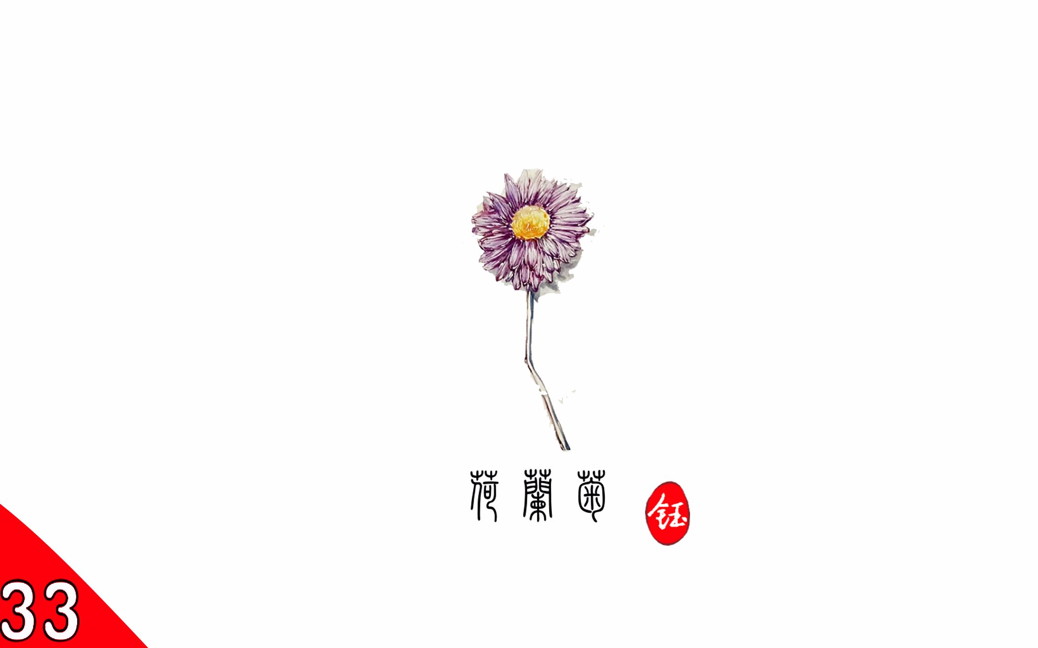 #少钰水彩日记第33期#被子植物之荷兰菊哔哩哔哩bilibili