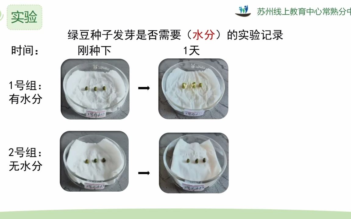 种子萌发实验步骤图片