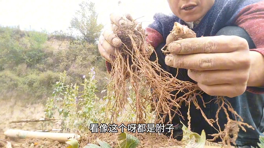 大家都知道附子三年乌头四年,但是却不知道怎么区分,现在场挖出来给大家区分!哔哩哔哩bilibili