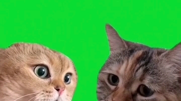 两只猫对话-绿幕素材