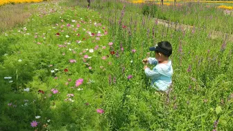 客片随拍 Lolita 南国暮蝶 九歌 绣球花海与蝴蝶仙子 哔哩哔哩 Bilibili