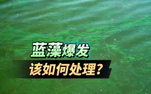 Descargar video: 蓝藻爆发该如何处理呢？这3招反其道而行之轻松解决