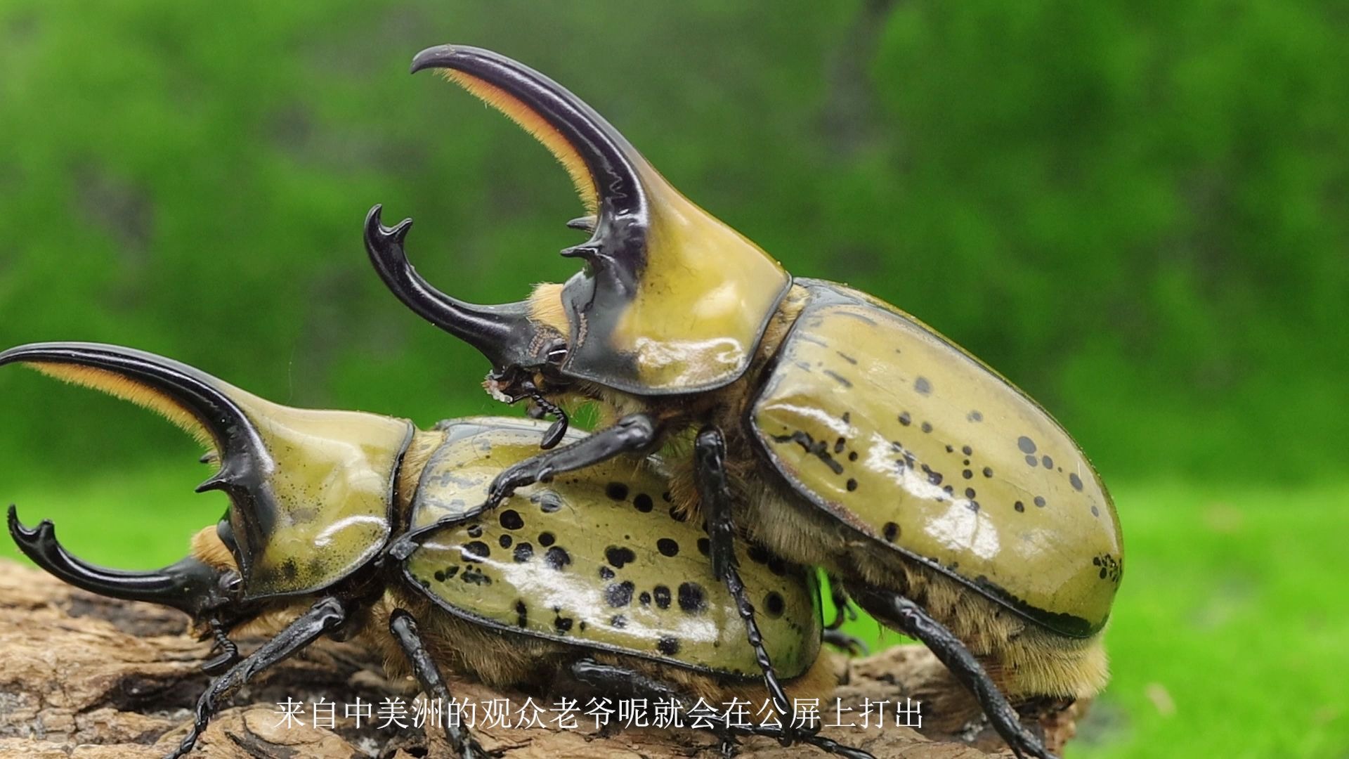 活动  【墨西哥白兜】宁就是贫民战神?