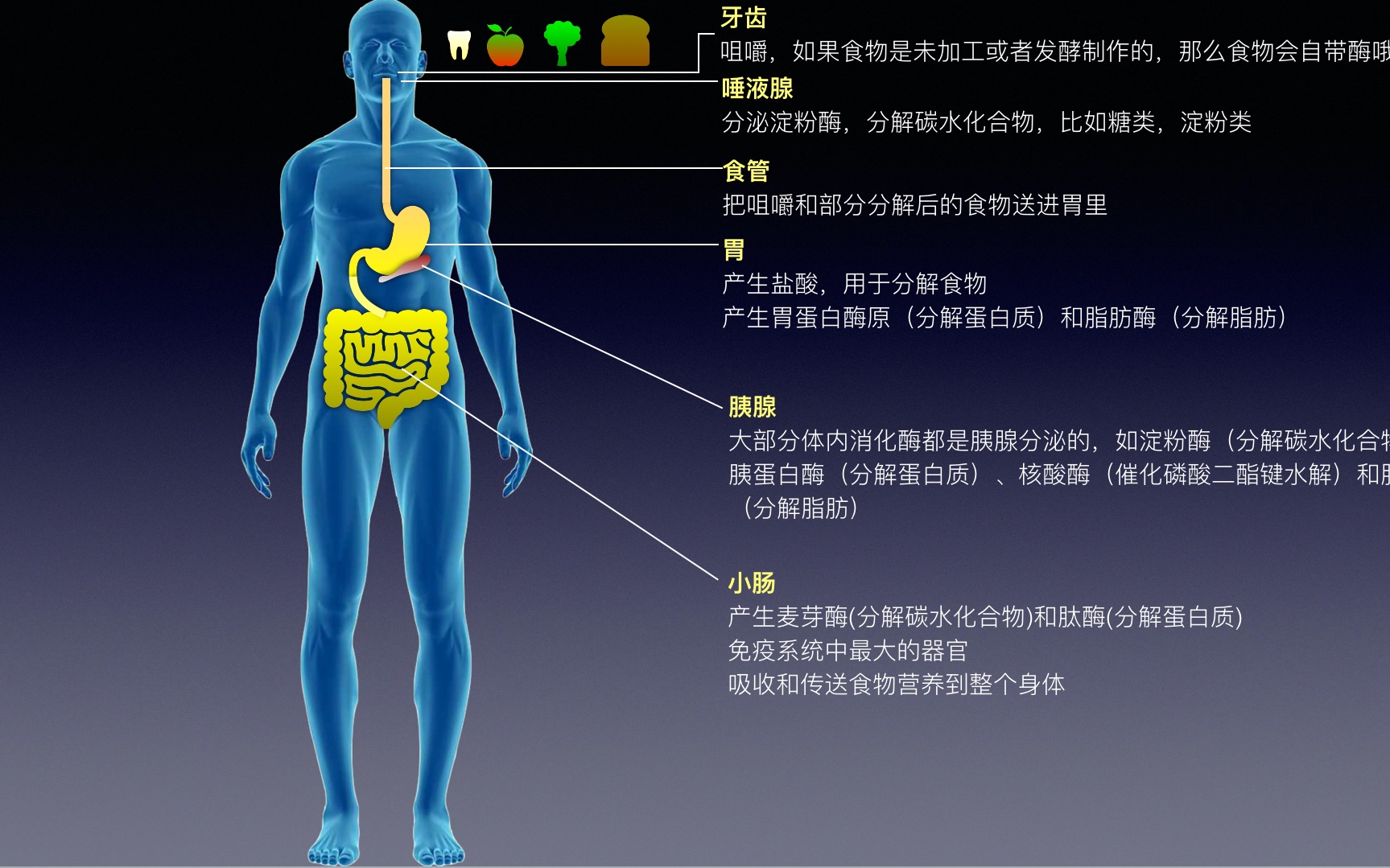 人体系统酶之消化酶哔哩哔哩bilibili