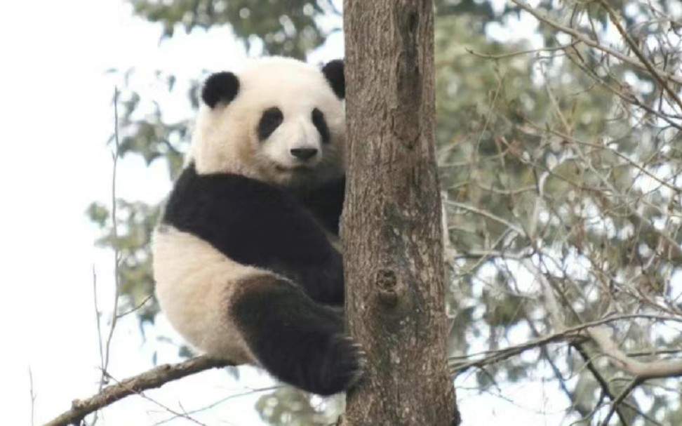 [图]花花：是谁说我不会爬树的？