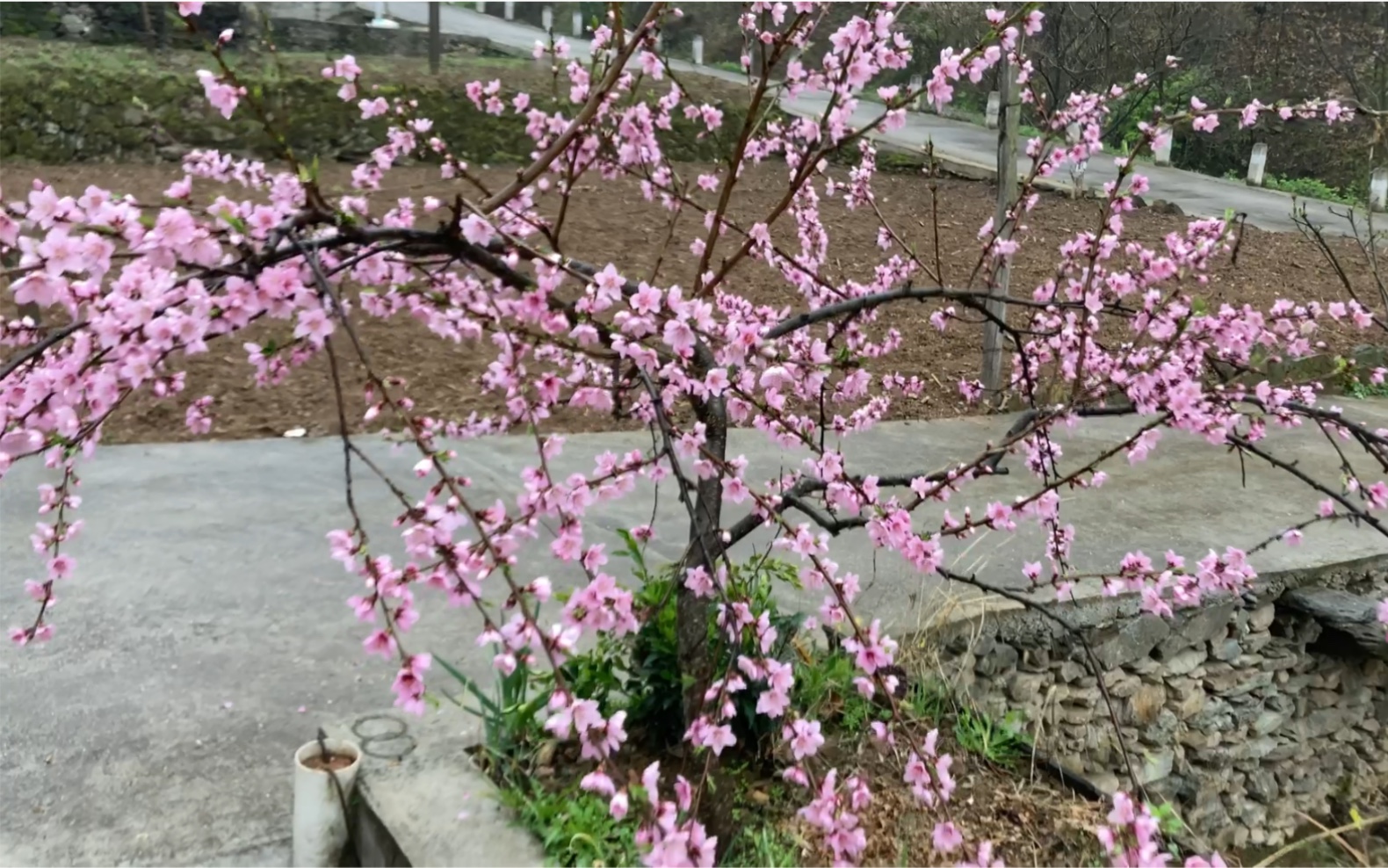 giao桑,故乡的sakura又开了