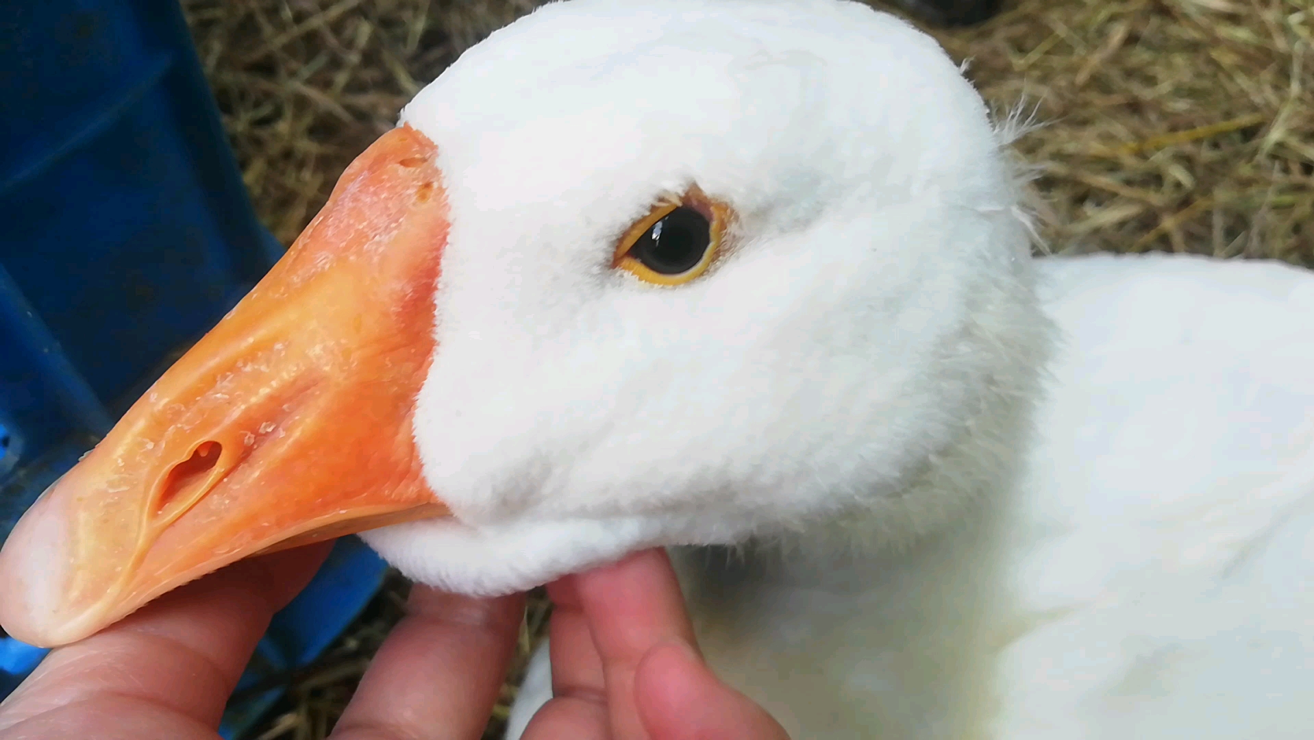 白鹅小朋友已经有双下巴了