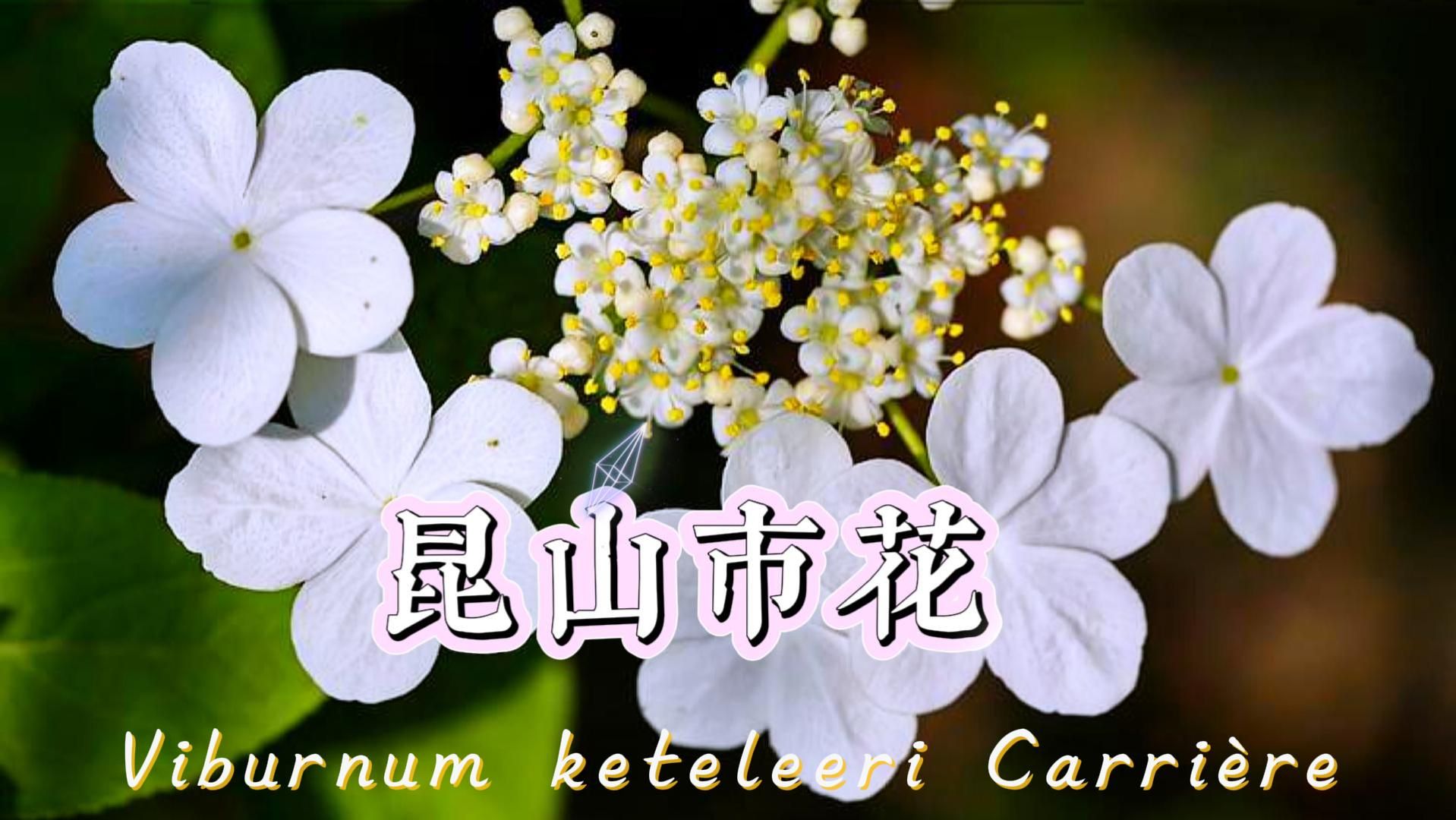 【昆山市】市花:昆山三宝聚八仙,仙树琼花美无界